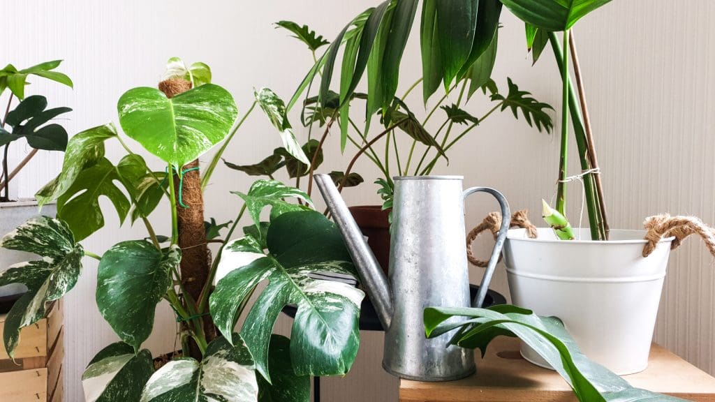 Kako, kada i koliko zalijevati biljku?