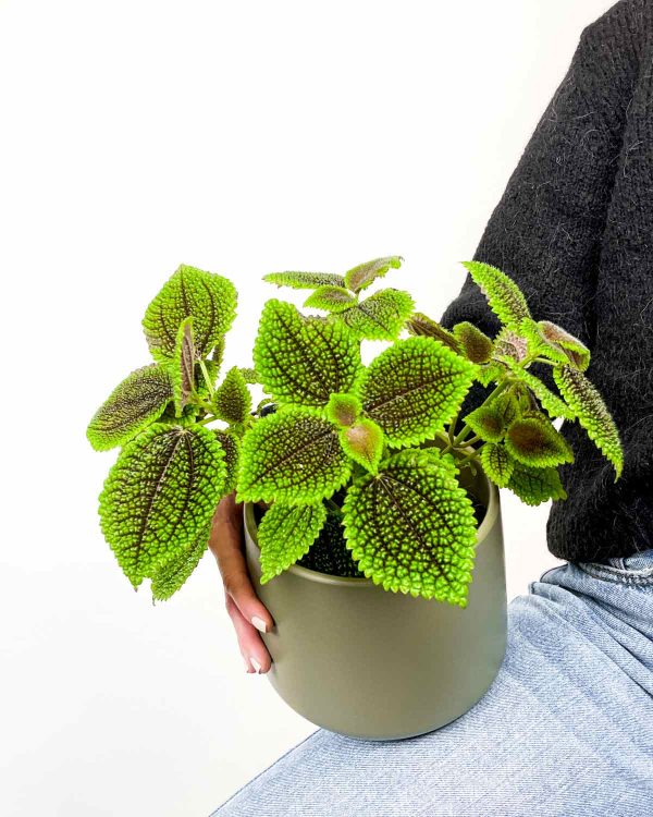 Pilea involucrata 'Moon Valley' (M)