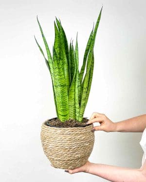 Sanseveria Zeylanica L