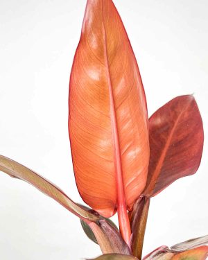 Philodendron Starfire 2