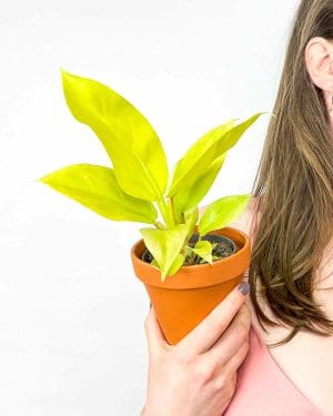 Philodendron Malay Gold