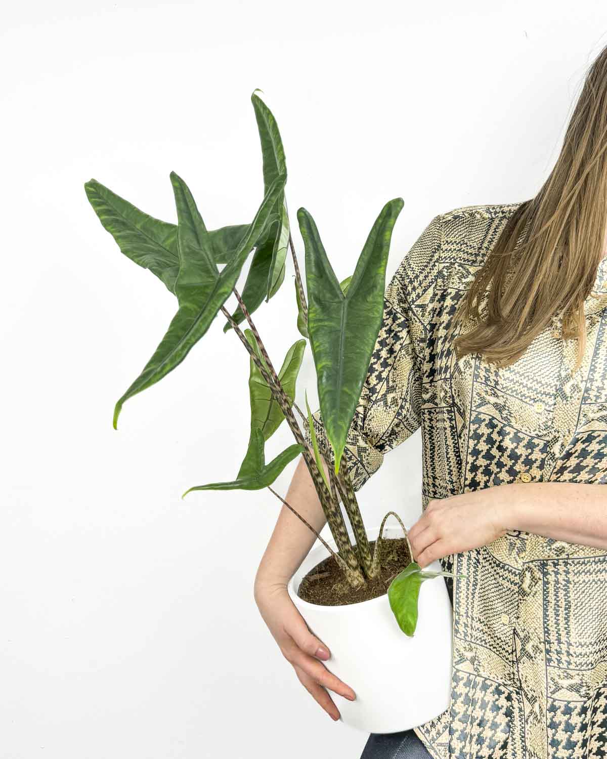 Alocasia zebrina 'Tigrina Superba' (L) - Džungla Plants