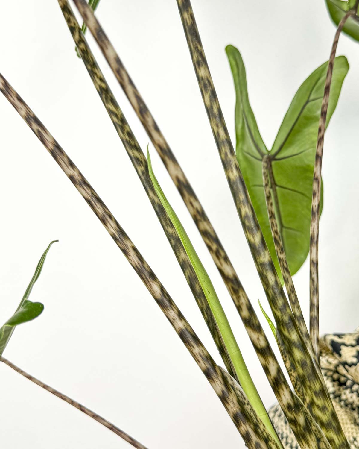 Alocasia Zebrina Stutzen