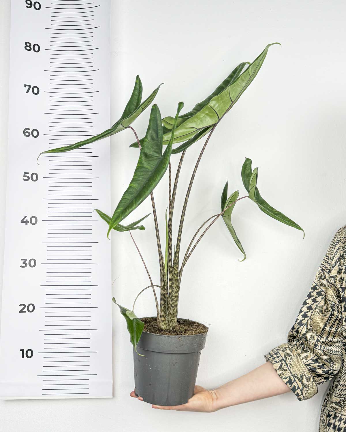 Alocasia zebrina 'Tigrina Superba' (L) - Džungla Plants