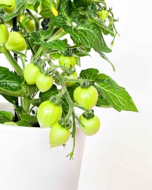 Pomidor Solanum lycopersicum1