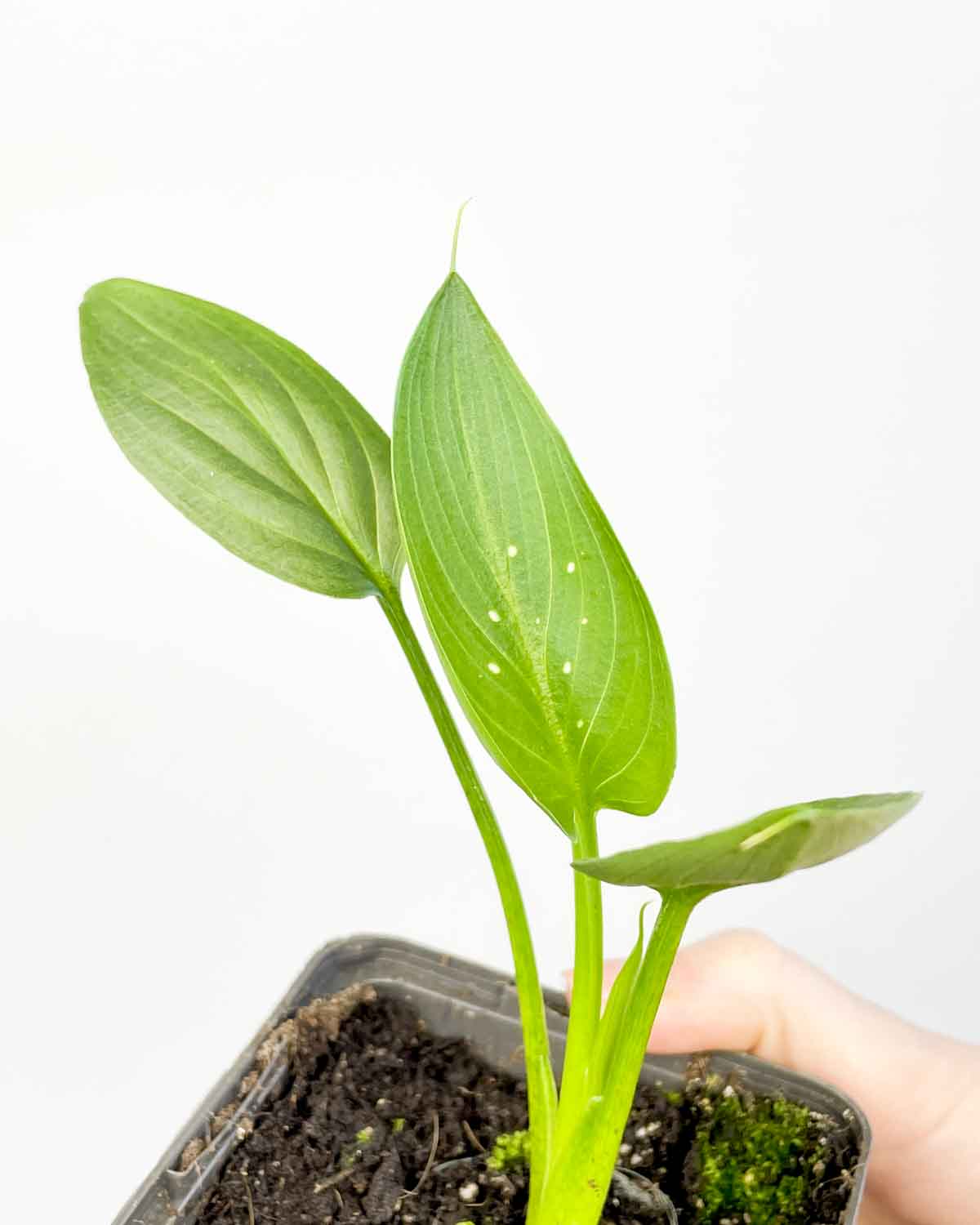 Zantedeschia ‘White Giant’ (Calla lily) (S) - Džungla Plants