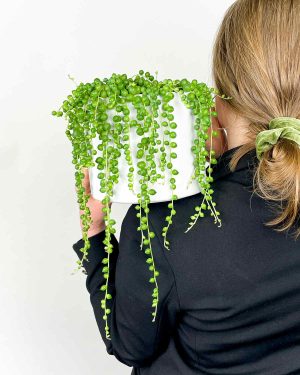 String of pearls (L)2