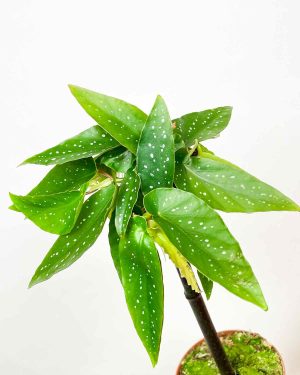 Begonia Tamaya (M) 2