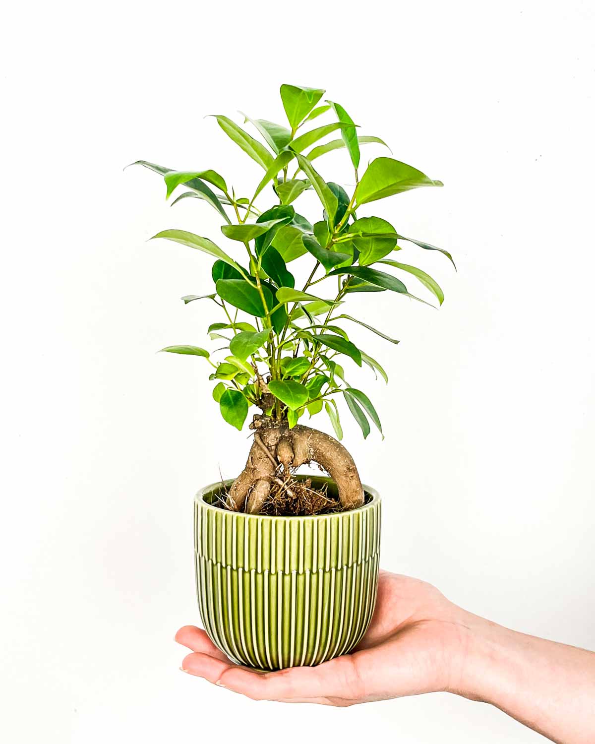 Ficus microcarpa 'Ginseng' (S) Džungla Plants