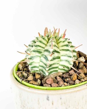 Euphorbia meloformis ‘Variegata’ (S) 2