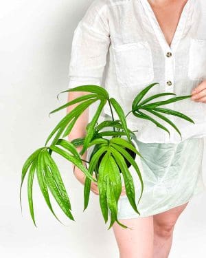 Amydrium zippelianum (M)