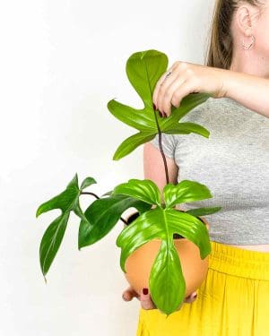 Philodendron pedatum (M)