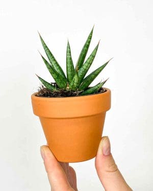 Svekrvin jezik (Sansevieria Francisii) (S)