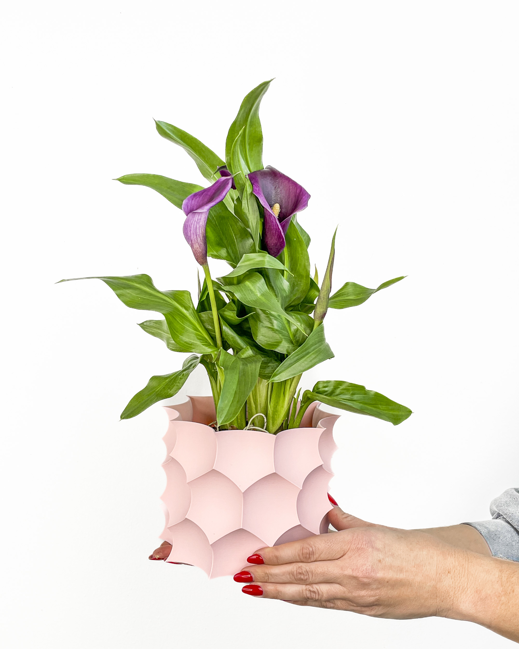 Calla zantedeschia on sale