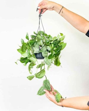 Scindapsus pictus 'Silvery Ann' (L)2