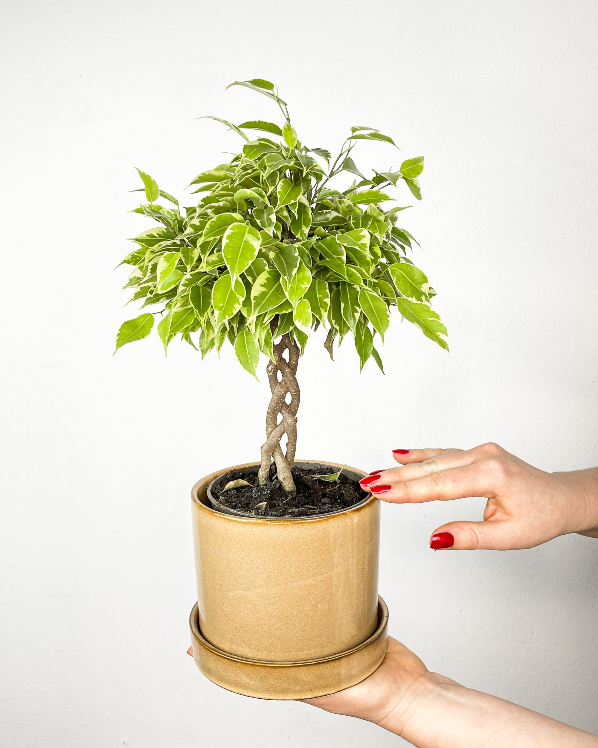 Ficus benjamina 'Bushy King' (M) - Džungla Plants
