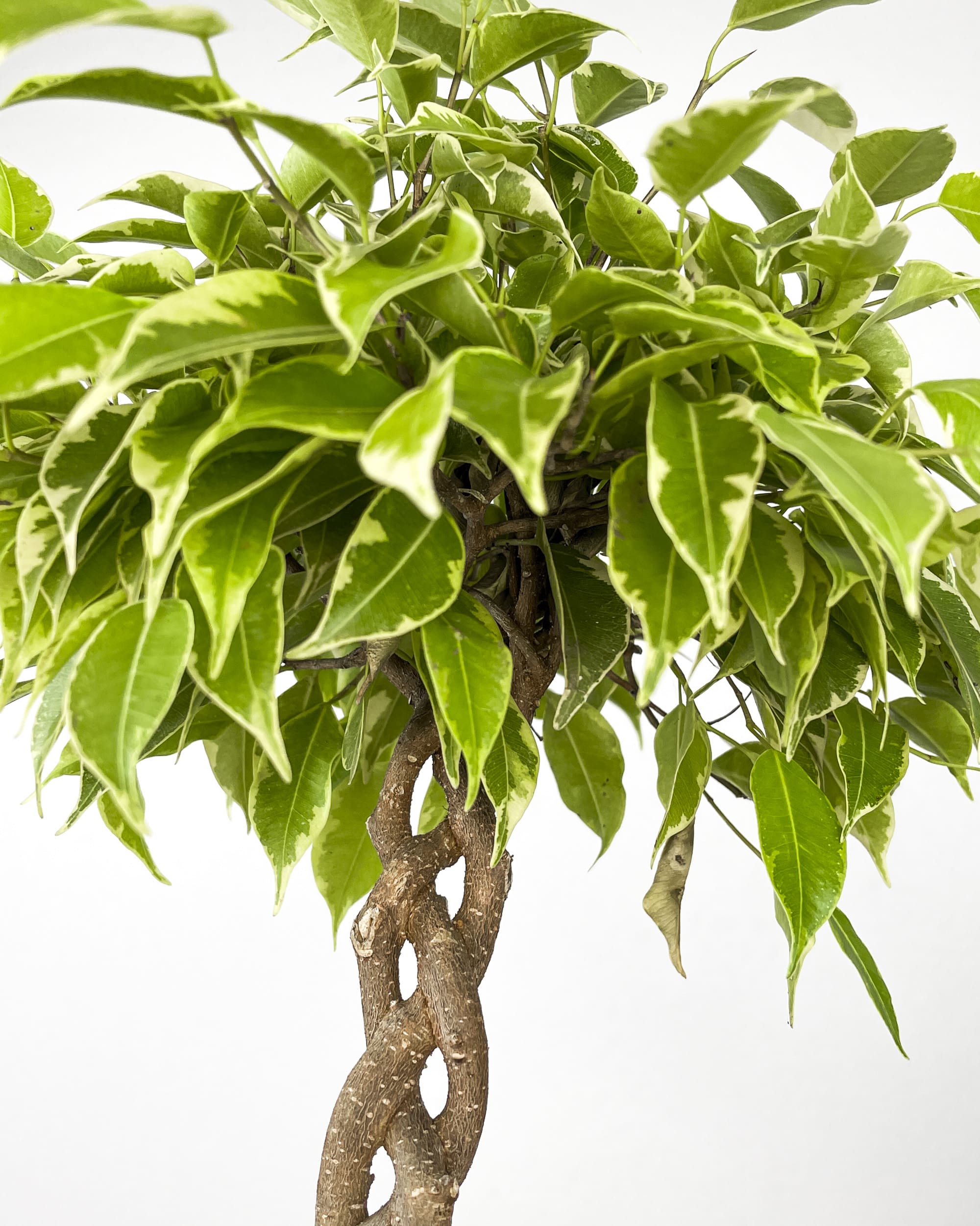 Ficus benjamina 'Bushy King' (M) - Džungla Plants