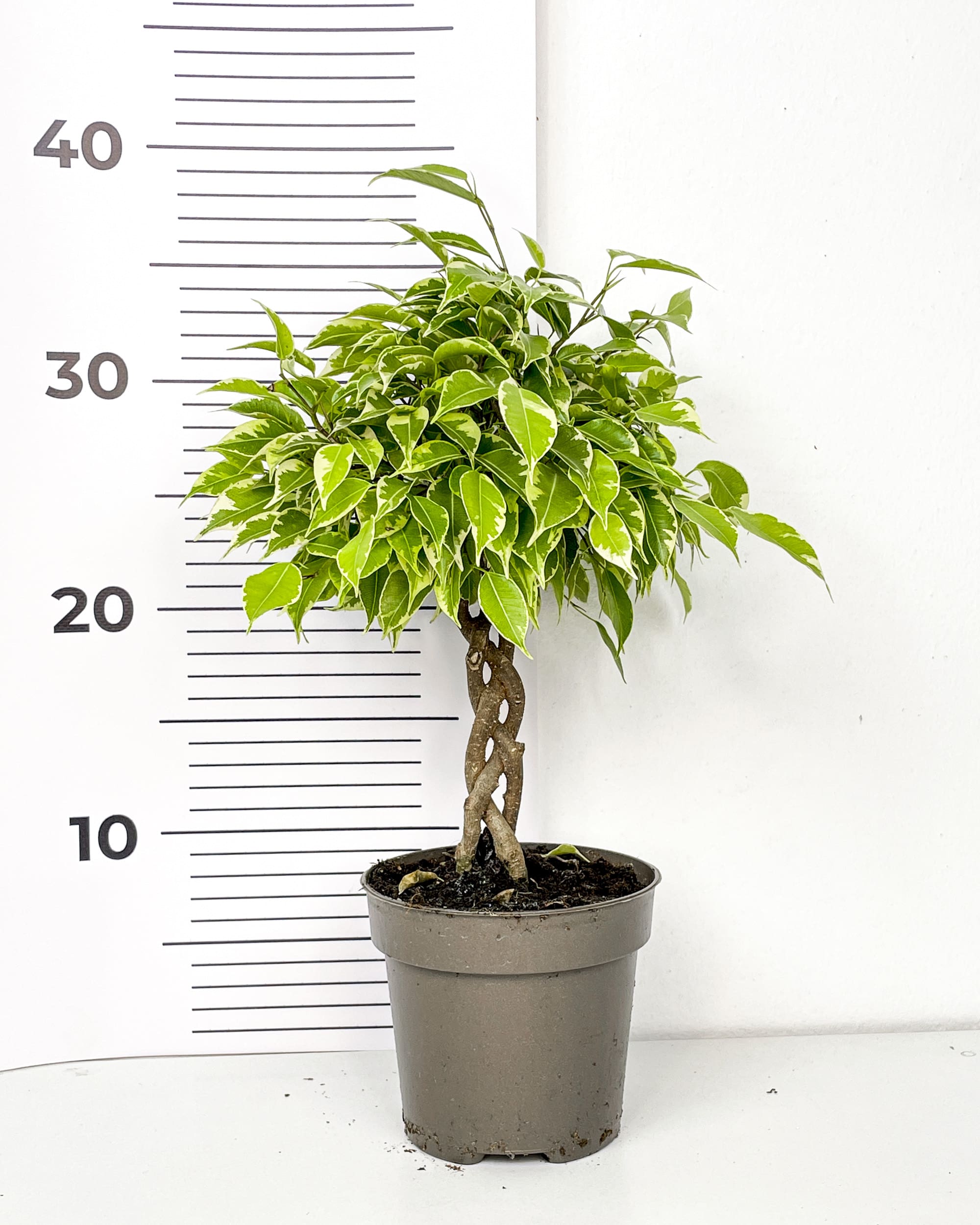 Ficus benjamina 'Bushy King' (M) - Džungla Plants