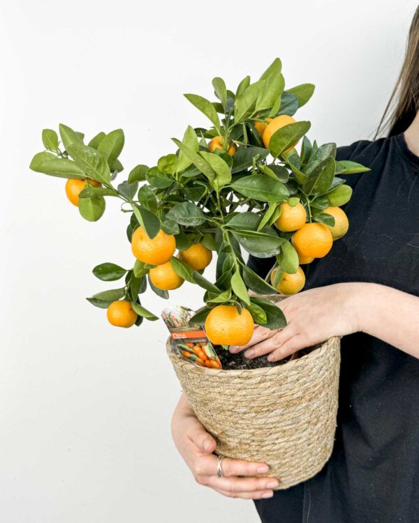 Sobna mandarina / Calamondin (Citrus x microcarpa)