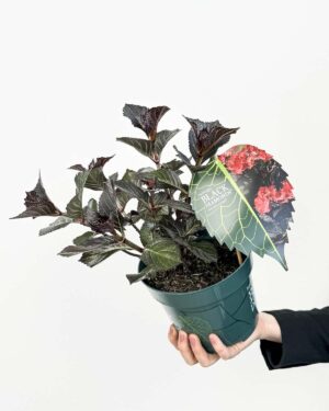 Crna hortenzija ‘Teller After Midnight’ (Hydrangea macrophylla 'Black Diamonds') (L)
