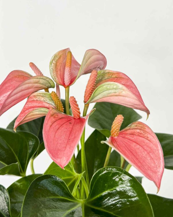 Flamingovac ‘Joli Pulse’ (Anthurium andraeanum) (M)