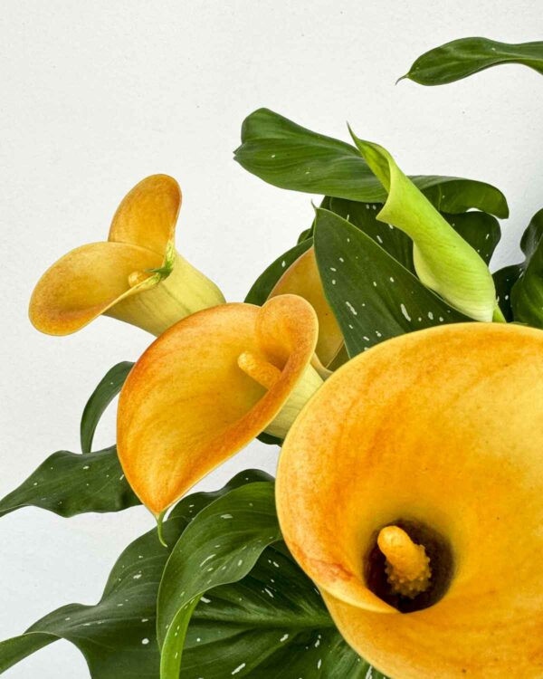 Calla lilija 'Morning Sun' (Zantedeschia) (M)