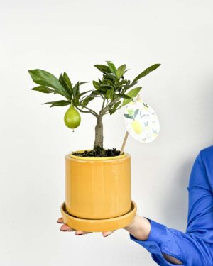 Sobni limonovec (Citrofortunella x floridana) (M)