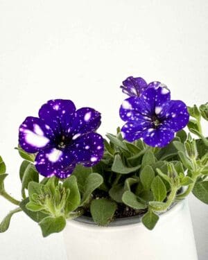 Petunija ‘Night Sky’ (Petunia) (S)