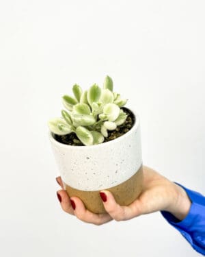 Medvjeđe šape 'Variegata' (Cotyledon ladismithiensis) (S)