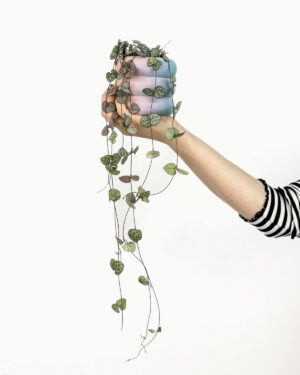 String of hearts (Ceropegia woodii) (S)
