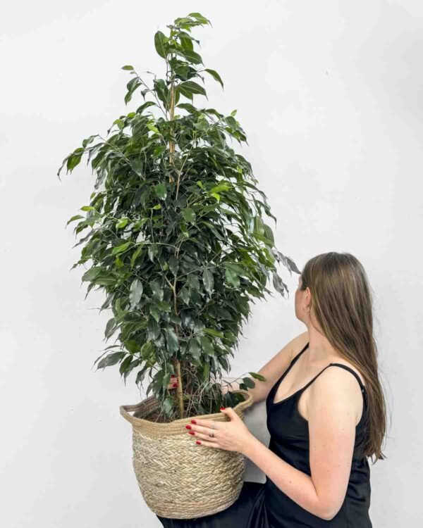 Ficus benjamina 'Midnight Lady' (XXL)