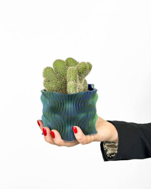 ‘Hunt’ kaktus (Cleistocactus samaipatanus cristata) (S)