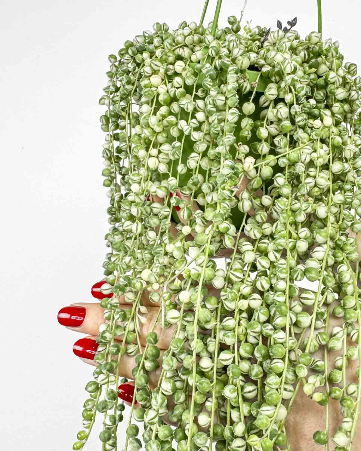 String of Pearls 'Variegata' (Senecio rowleyanus) (L) - Džungla Plants