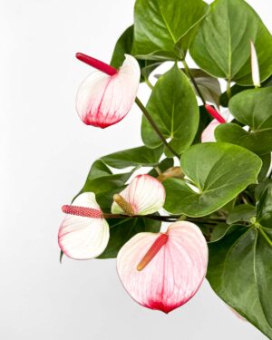 Flamingov cvijet ‘Karma Hotlips’ (Anthurium andraeanum) (L)