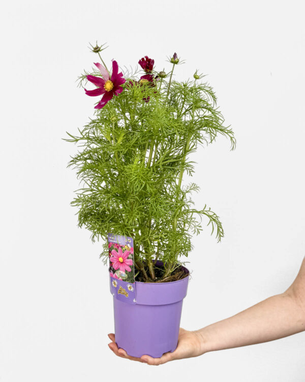 Kosmos 'Casanova Violet' (Cosmos bipinnatus) (M)