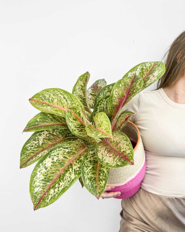 Aglaonema 'Painted Celebration' (L)