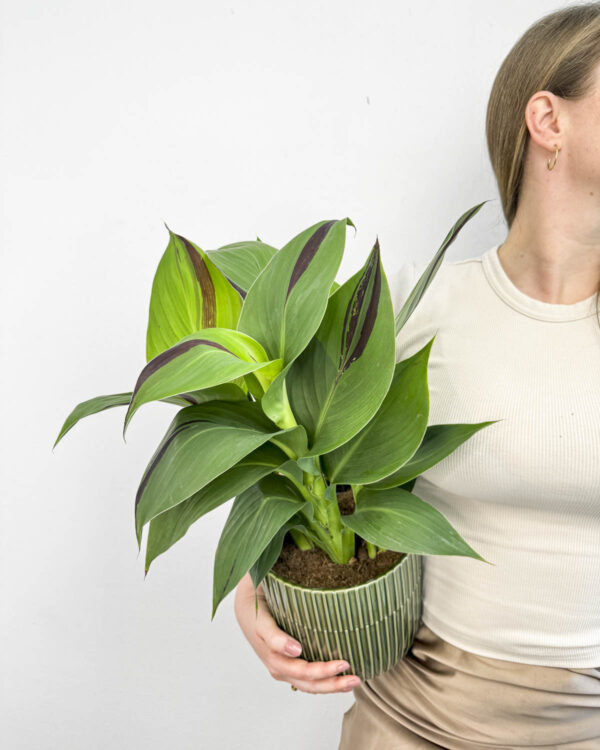 Kana 'Cleopatra' (Canna lilija) (L)