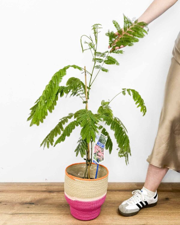 Albicija (Albizia julibrissin 'Ombrella') (L)