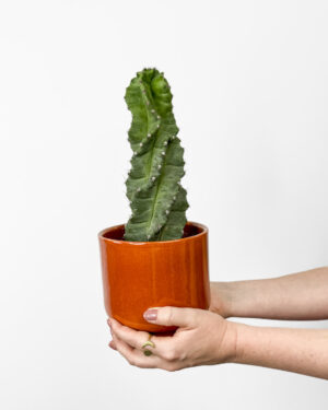 Spiralni kaktus (Cereus jamacaru 'Spiralis') (M)