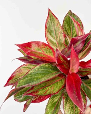 Aglaonema 'Crete Flame' (M)