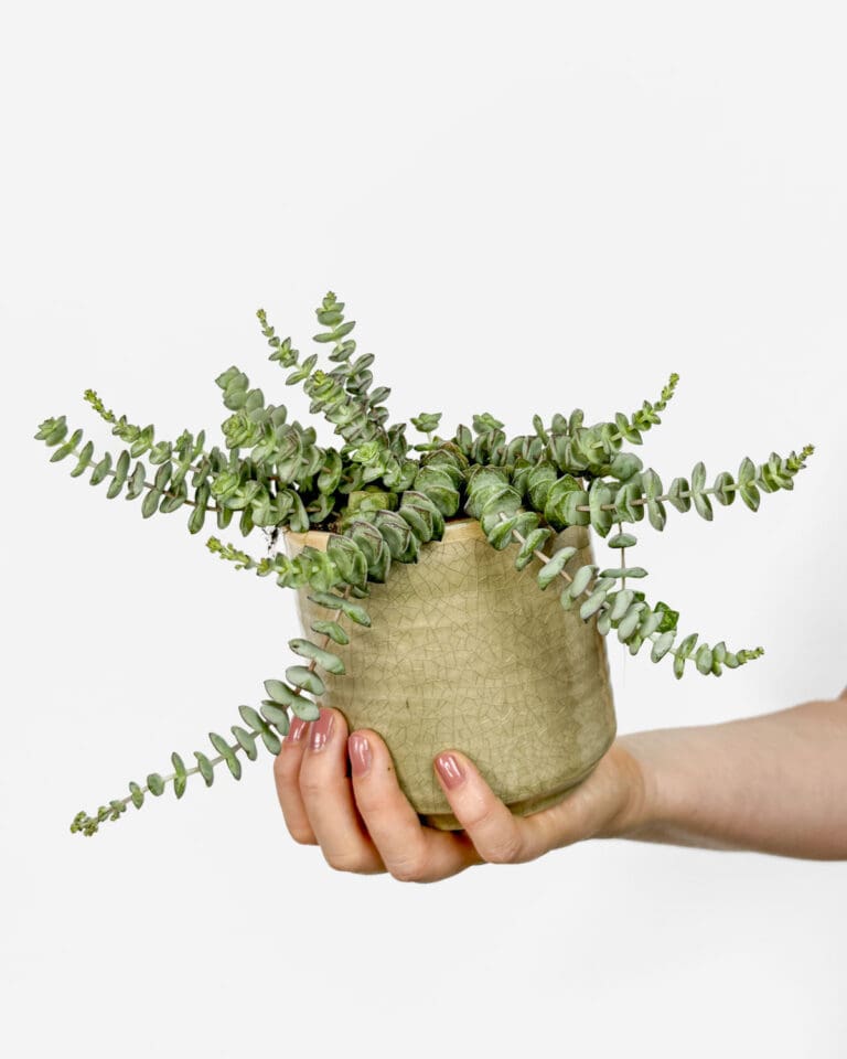 Dischidia Nummularia String Of Nickels D ungla Plants 1-quart