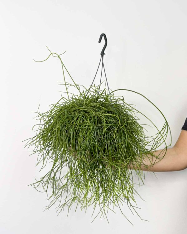 Kaktus imele 'Oasis' (Rhipsalis baccifera) (L)