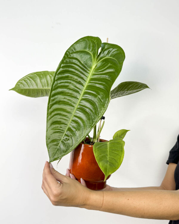 King Anthurium (Anthurium veitchii) (M)