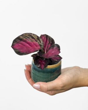 Kalateja 'Rosy' (Calathea roseopicta) (XS)