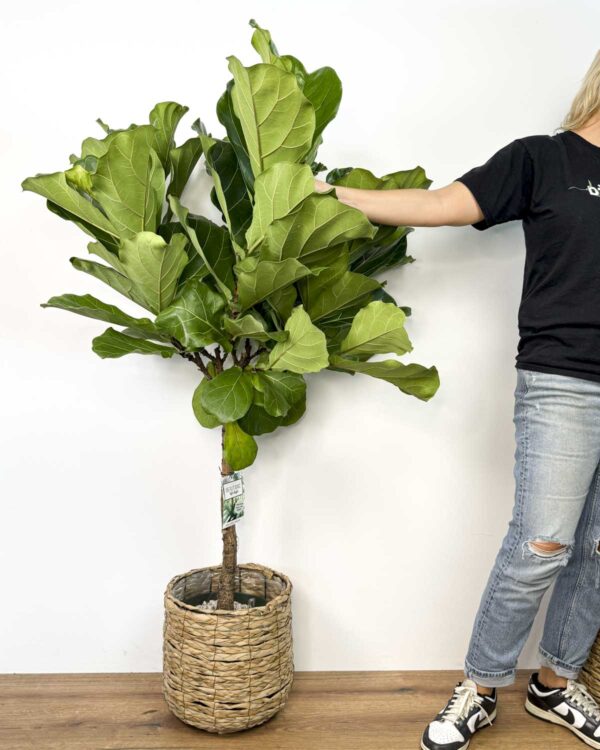 Fikus lyrata s krošnjom (Ficus) (XL)