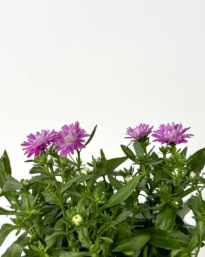 Zvjezdan 'Red Regent' (Aster) (S)