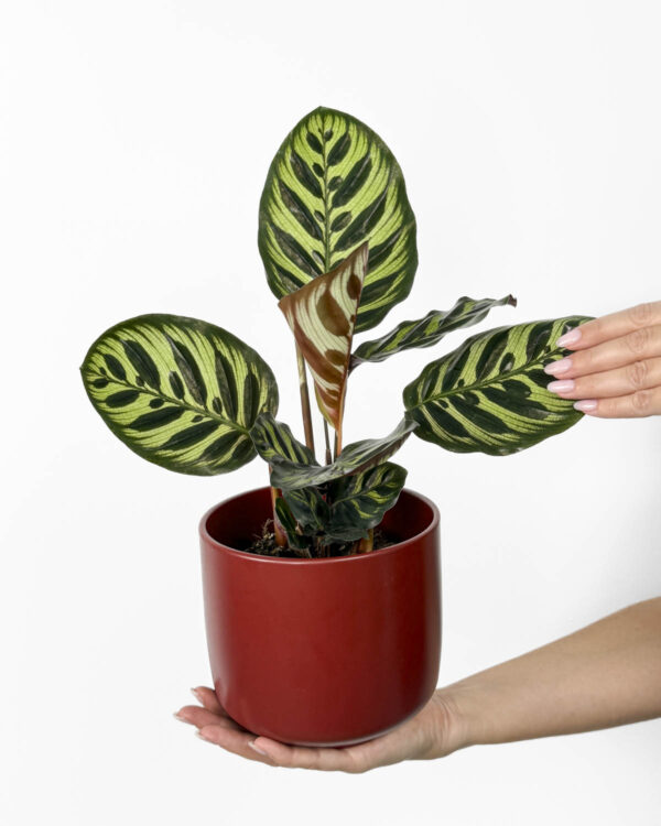 Kalateja makoyana (Calathea) (M)