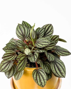 Peperomija 'Piccolo Banda' (Peperomia) (M)