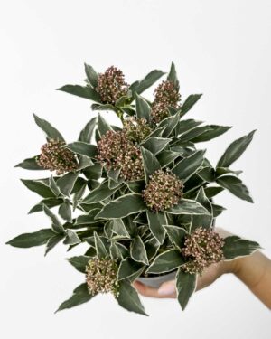 Japanska skimija 'Mystic Marlot' (Skimmia japonica) (M)