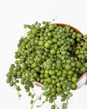 String of Pearls (Senecio rowleyanus) (M)